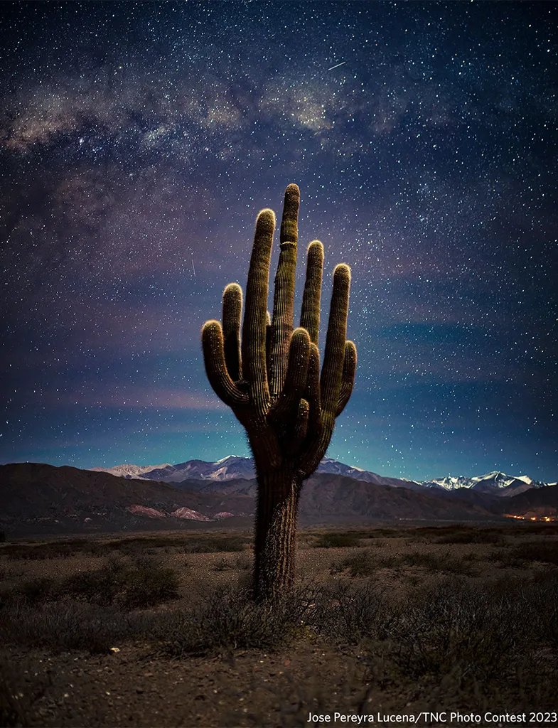 cactus tree in desert with stars in the sky