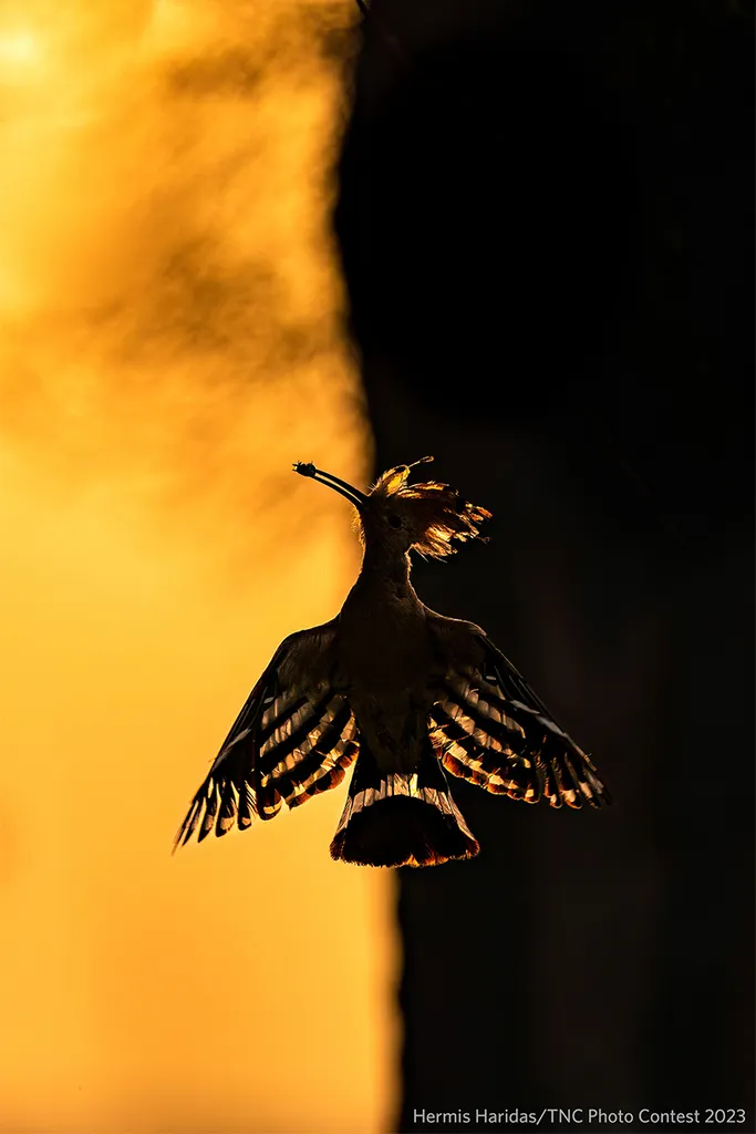 Silhouette of bird against gold and black background