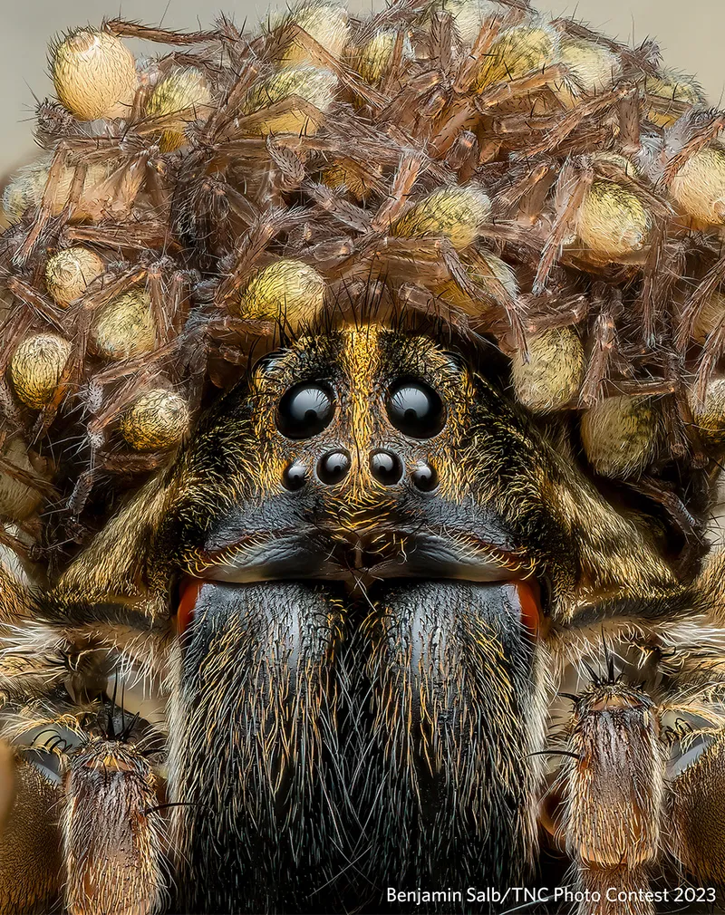 close up of spider head with babies resting on top