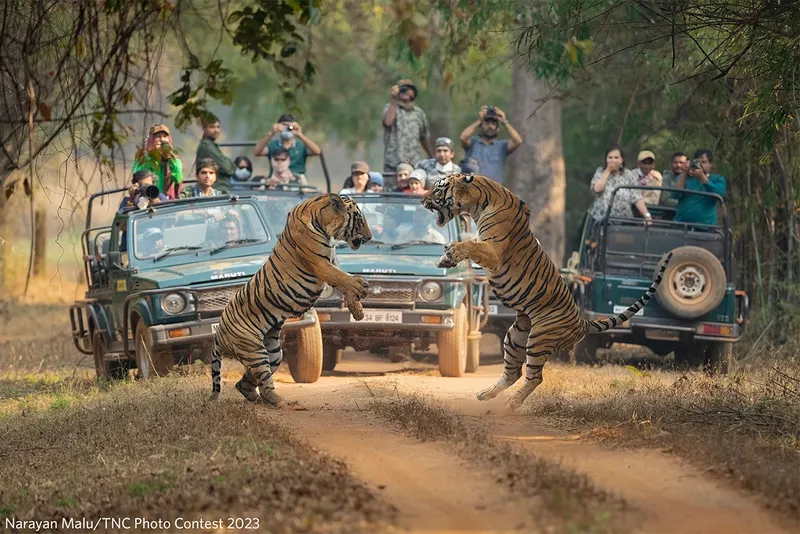 two wild male tigers fight while crowd watch