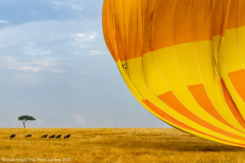 wildebeest and huge yellow hot air balloon