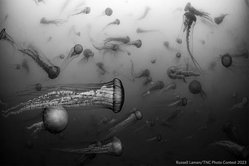 black and white underwater shot of jellyfish