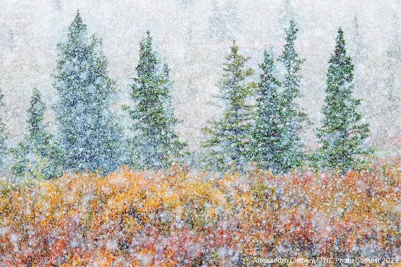 fuzzy image of trees and snow