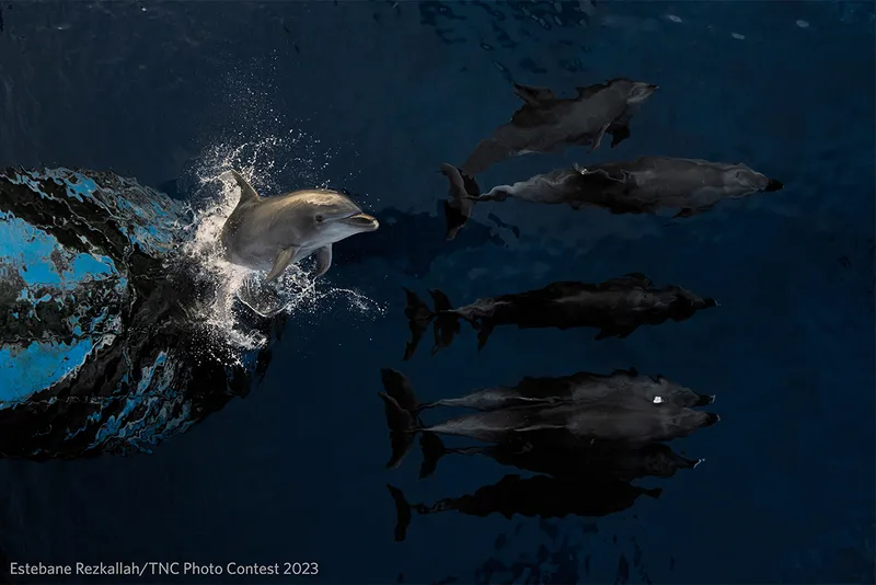 Dolphin breaches whilst swimming with pod