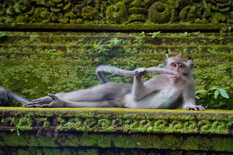 Monkey lies down on side and plays with tail