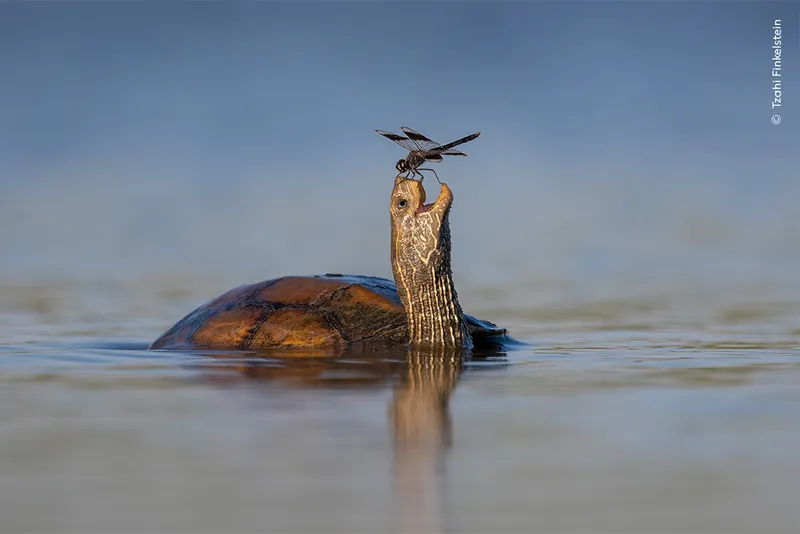 Turtle in water has dragonfly on mouth and looks happy