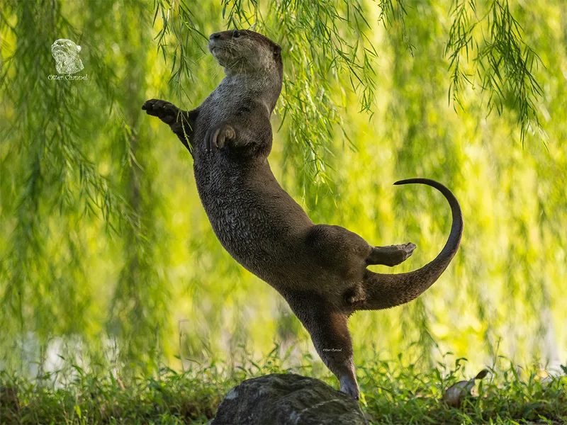 Otter appears to trip while looking like ballerina