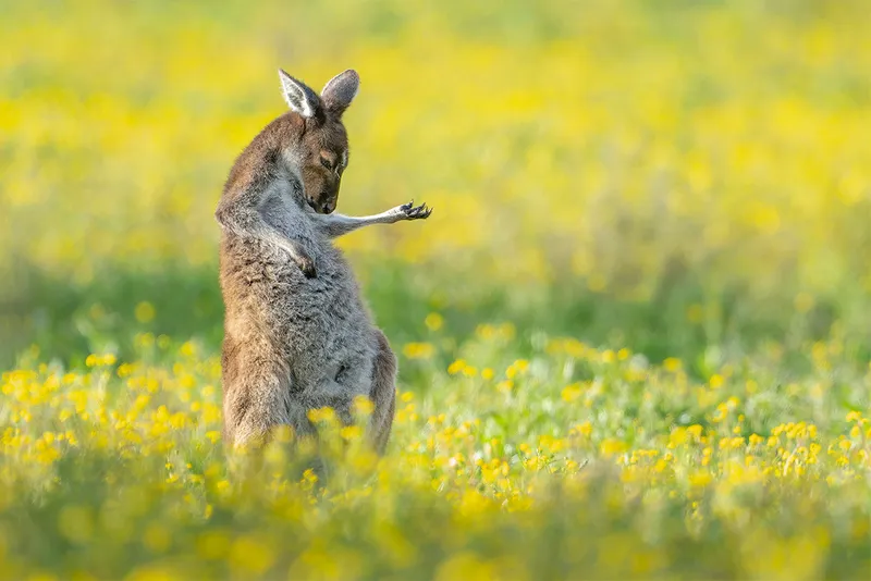 kangaroo plays air guitar