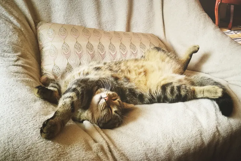 Happy cat stretching on comfy chair.