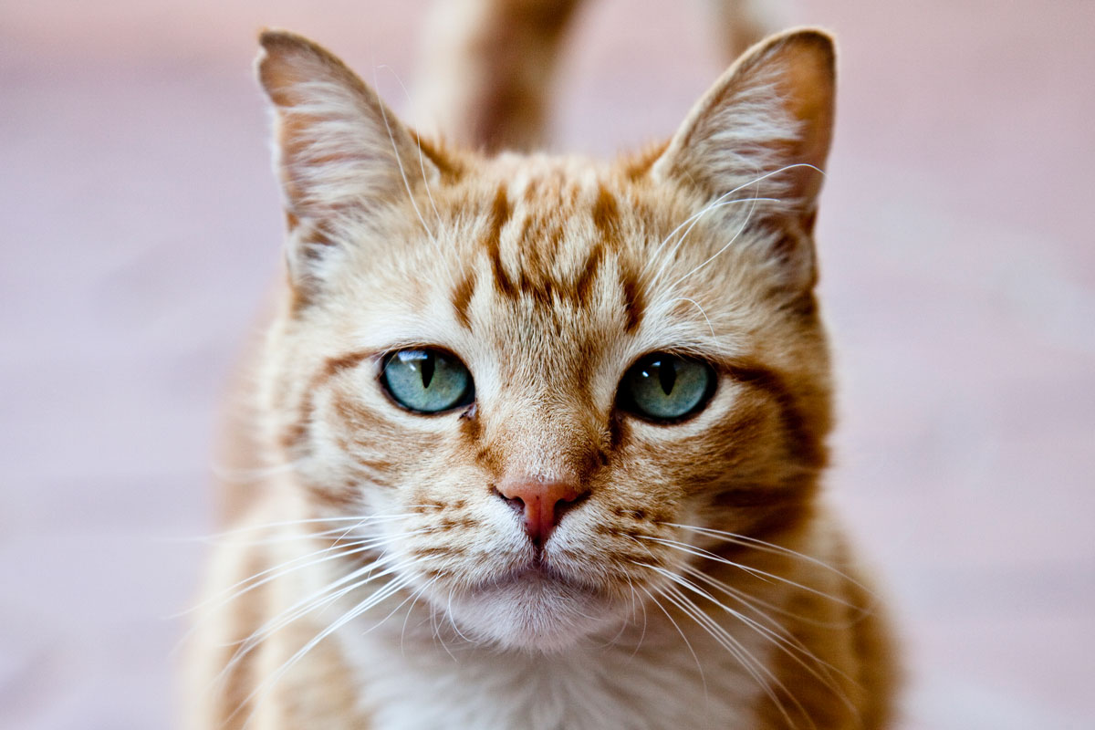 A cat coronavirus is now spreading across Europe. Should we be worried?
