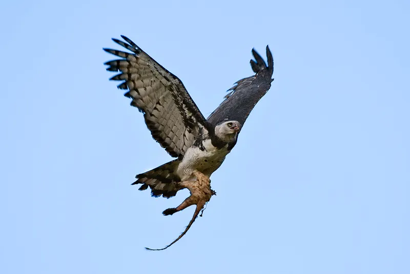 Big eagle carrying prey with tail