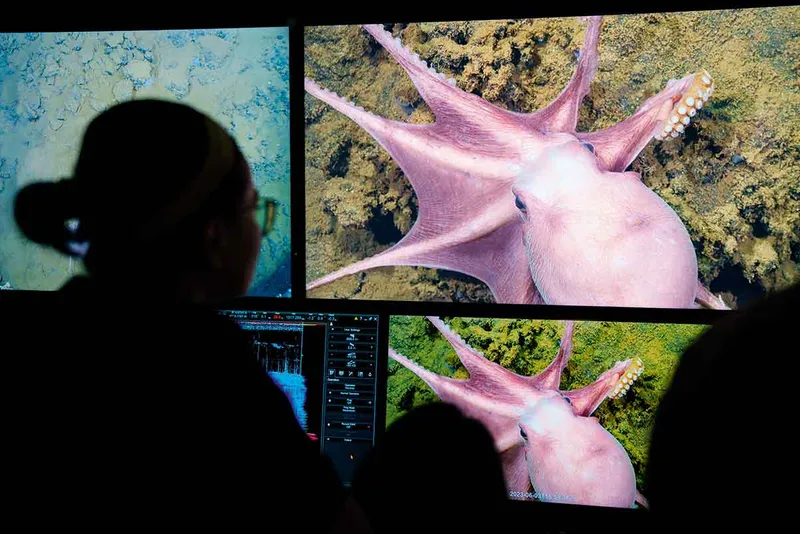 Scientists watch footage of pink octopus on screen.