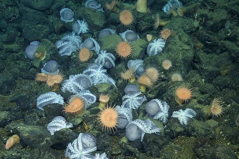 Small blue octopuses gather at the bottom of the ocean.