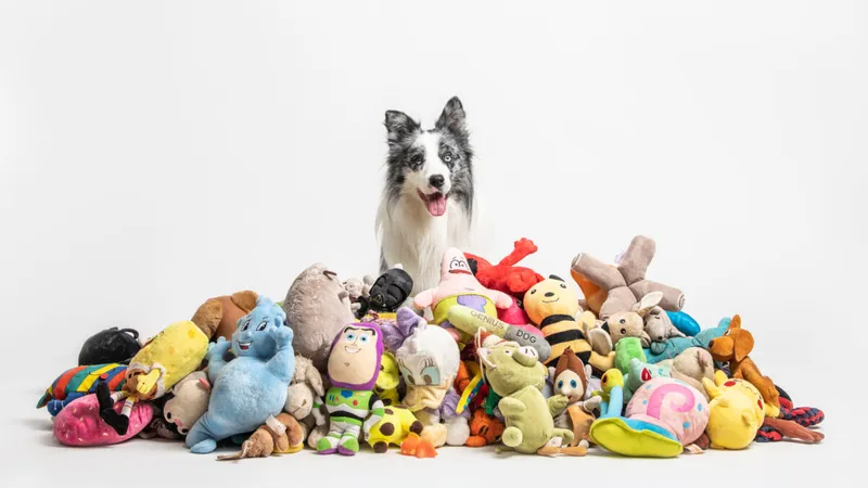 A grey and white 'genius dog' border collie looks at the camera, surrounded by colourful toys in a white studio.