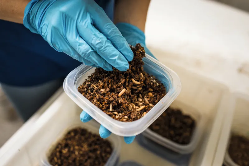 Person wearing blue gloves picks up brown worm-like larvae from a plastic tub