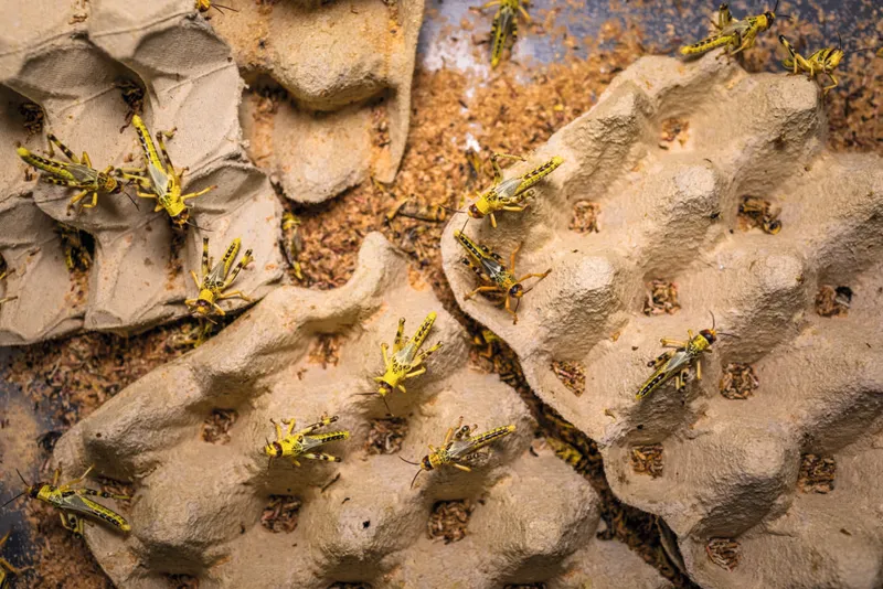 Bright yellow desert locusts in cardboard egg boxes, to be used as insect food