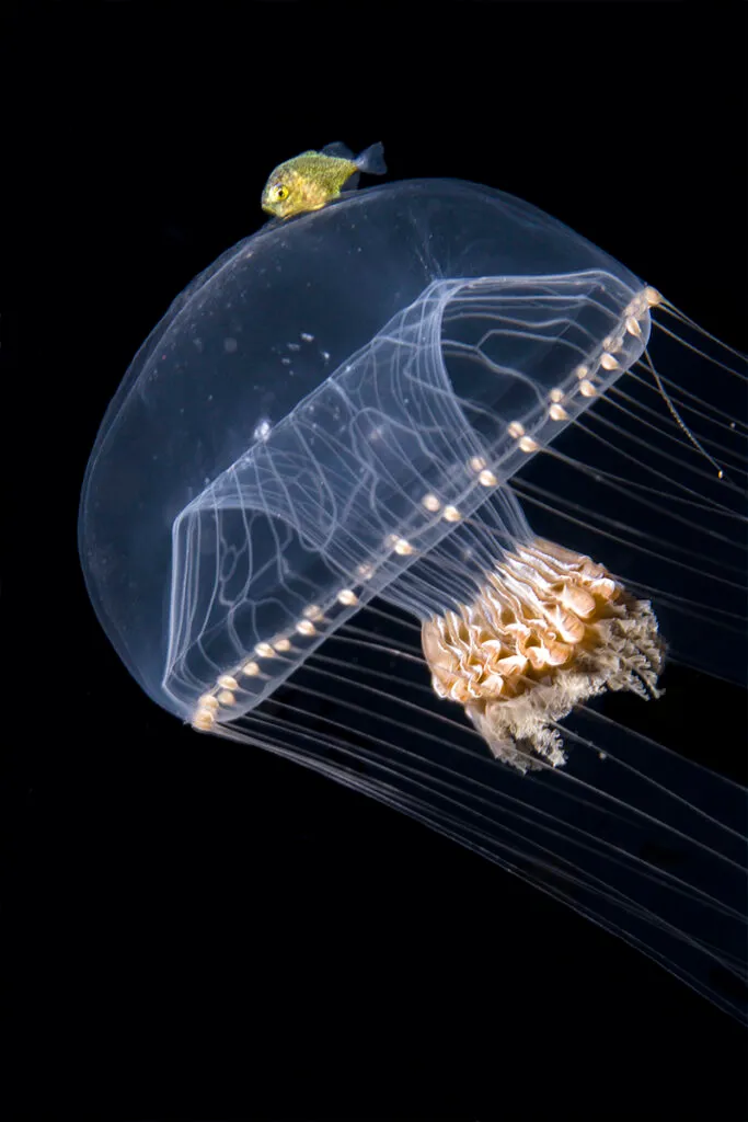 Jellyifish in dark underwater