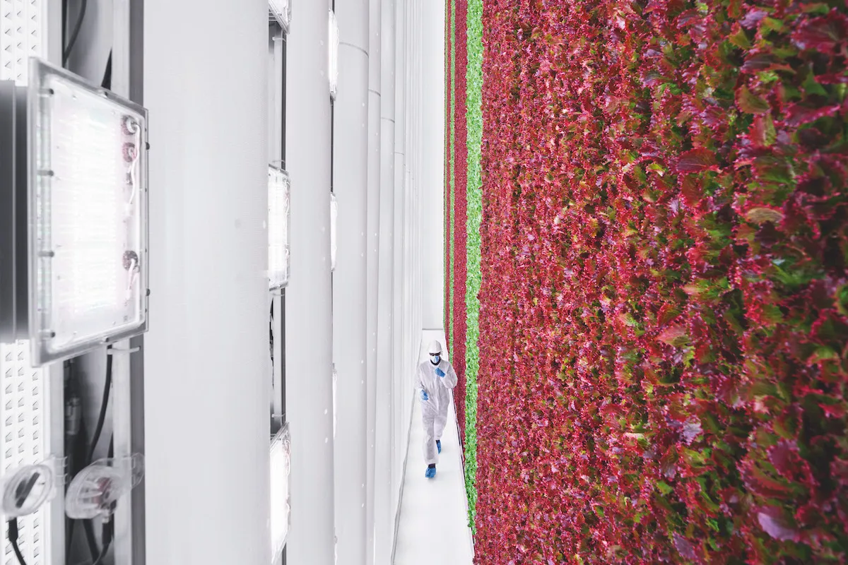 Worker walking along a line of vertically farmed plants at Plenty Compton.