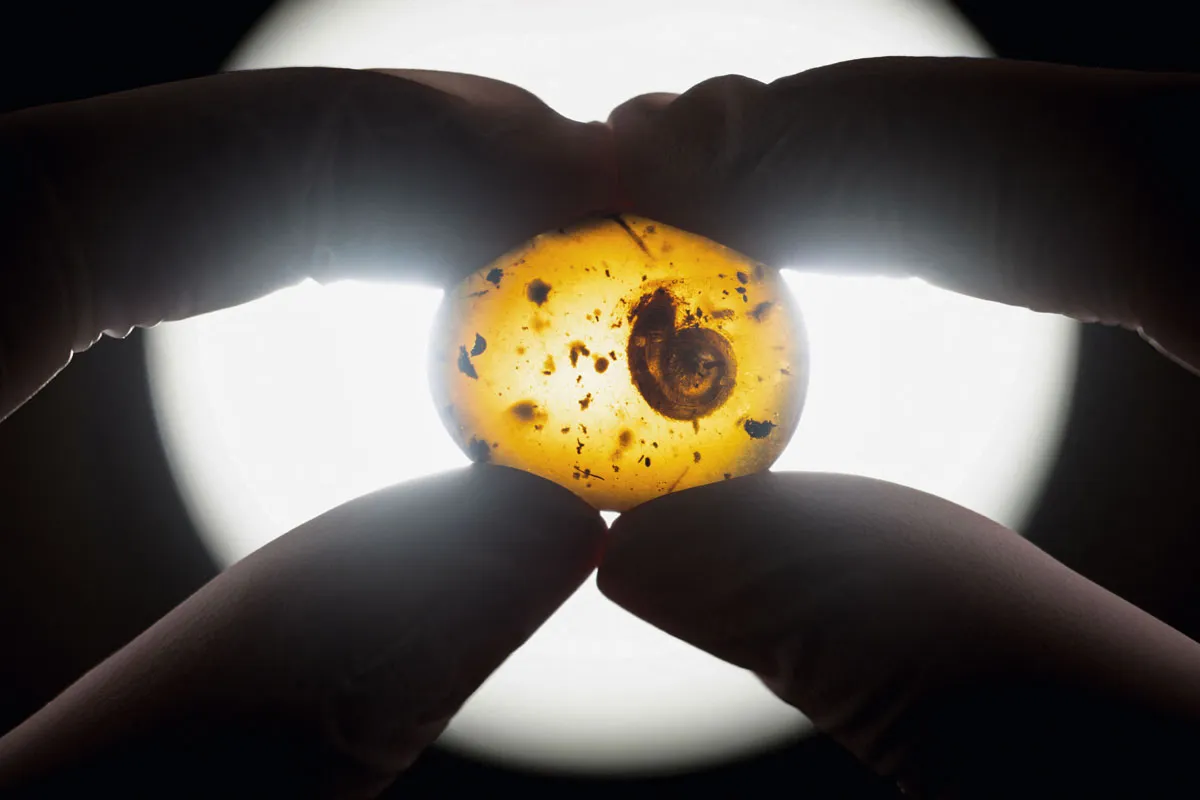 Woman holds a 99 million year old fossilised snail trapped in amber.