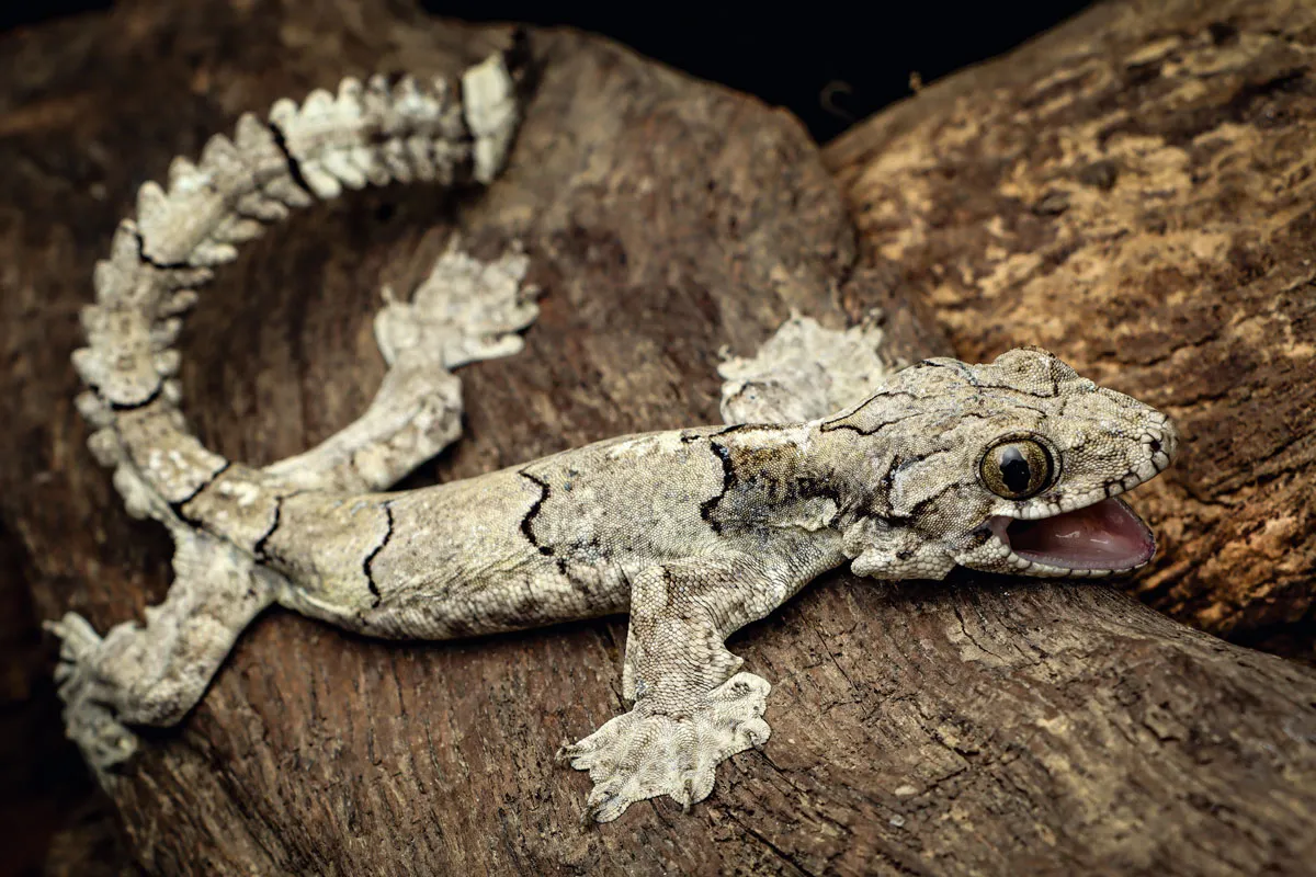 A grey 'parachute' gecko on top of a branch.