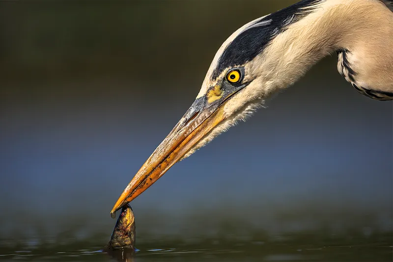 Hero rests its beak on top of small fish