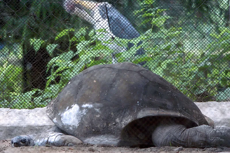giant tortoise rests on sandy ground
