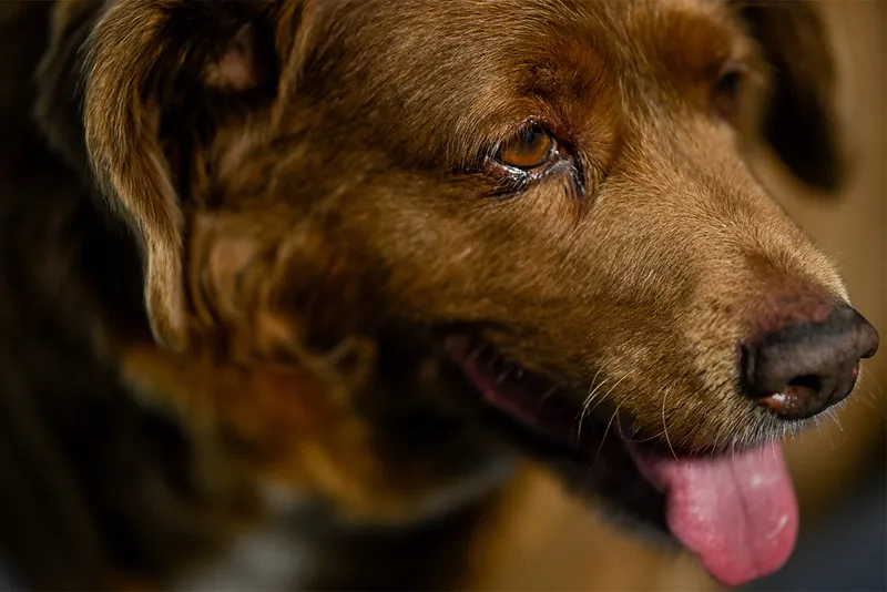 close-up of old brown dog with tongue hanging out