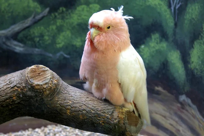 Very old pink cockatoo sits on a branch