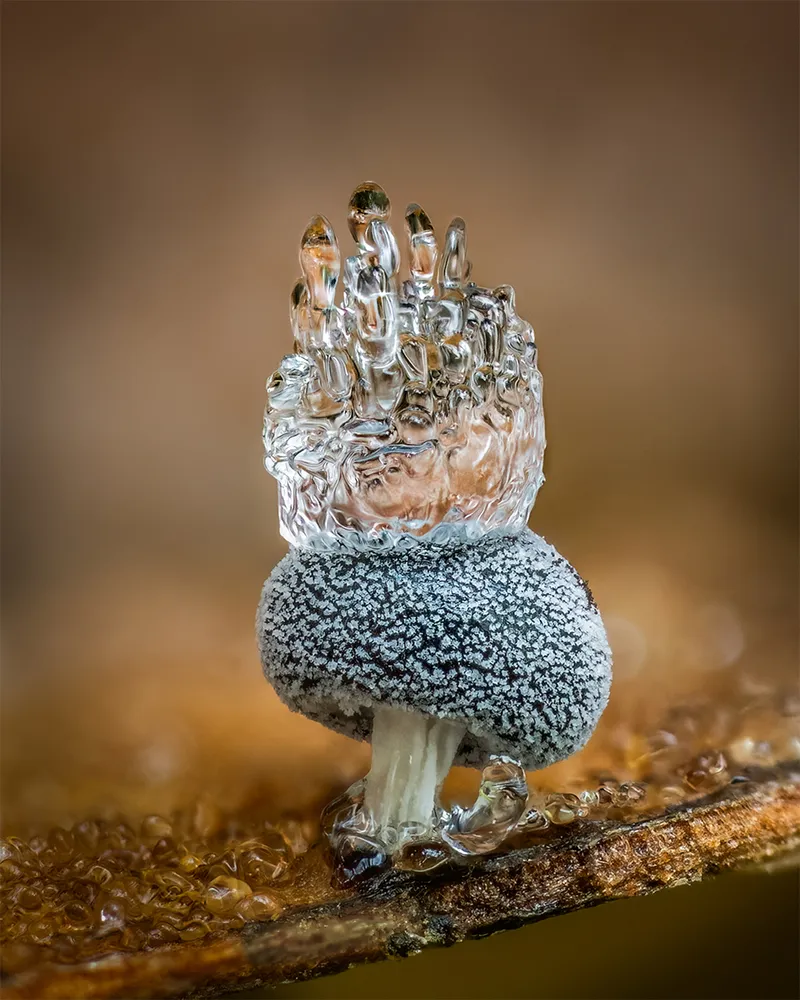 Tall slime mould with transparent jelly on top