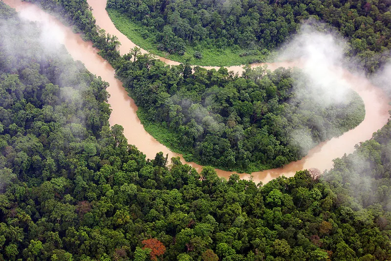 Aerial view of brown water river snaking through dense trees