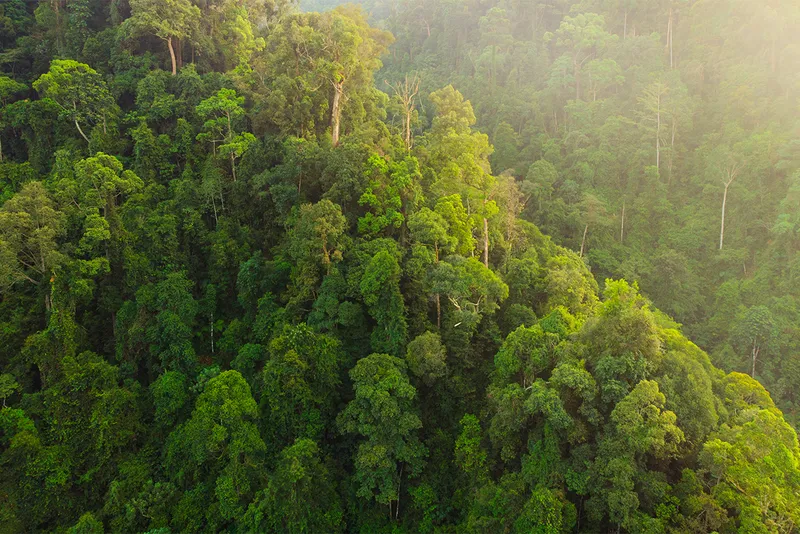 Aerial view of dense green trees