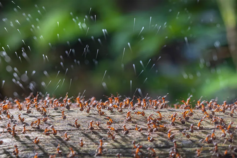 Ants on wood spray substance into the air