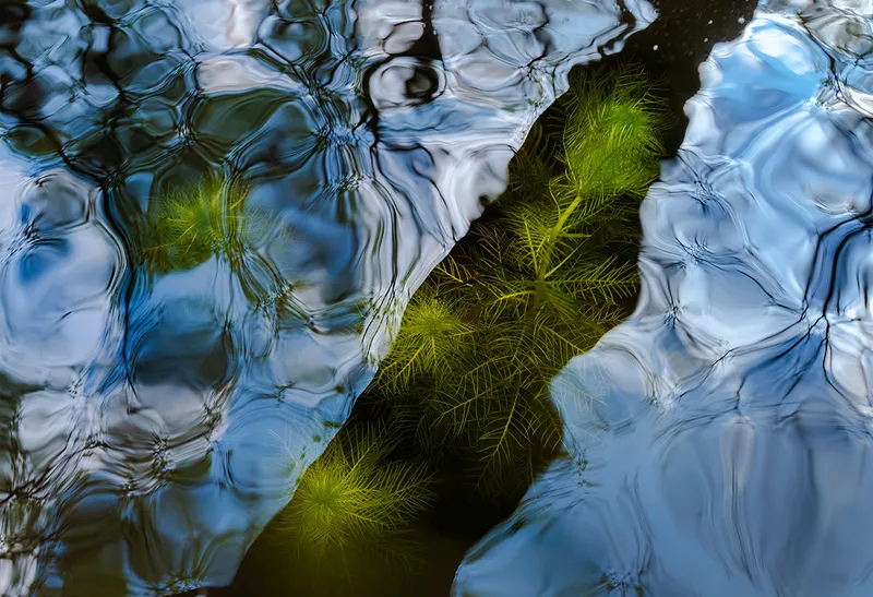 Green fir leaves in rippling water