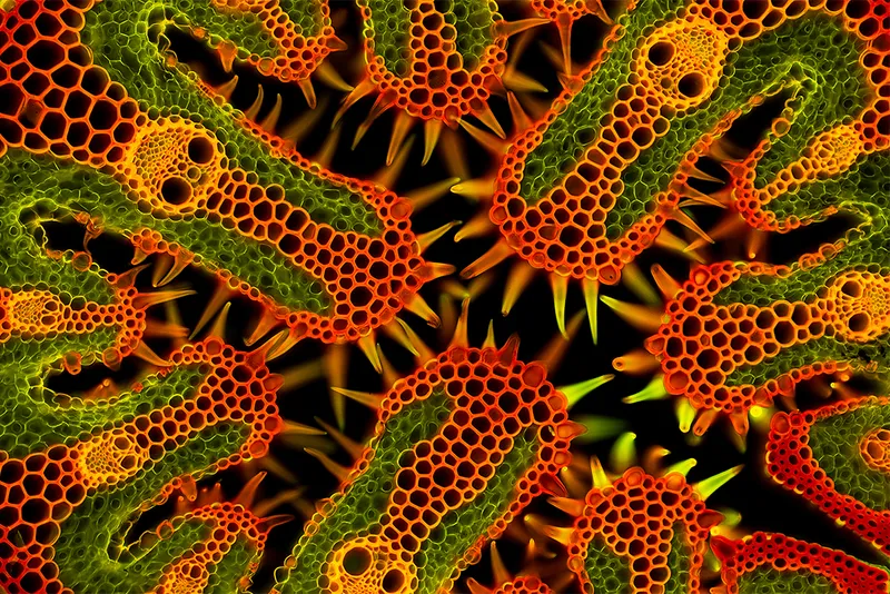 spikey orange and green cells close together