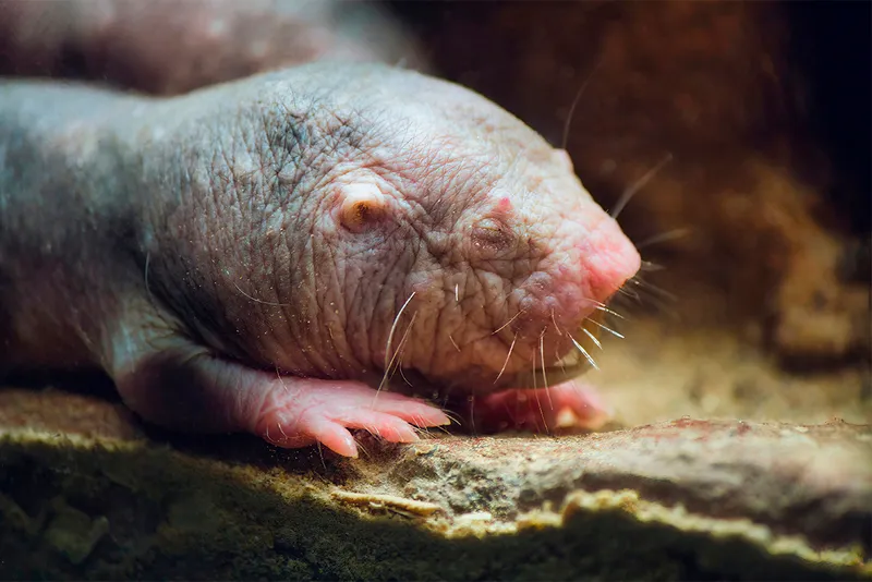 Naked mole rat in a burrow