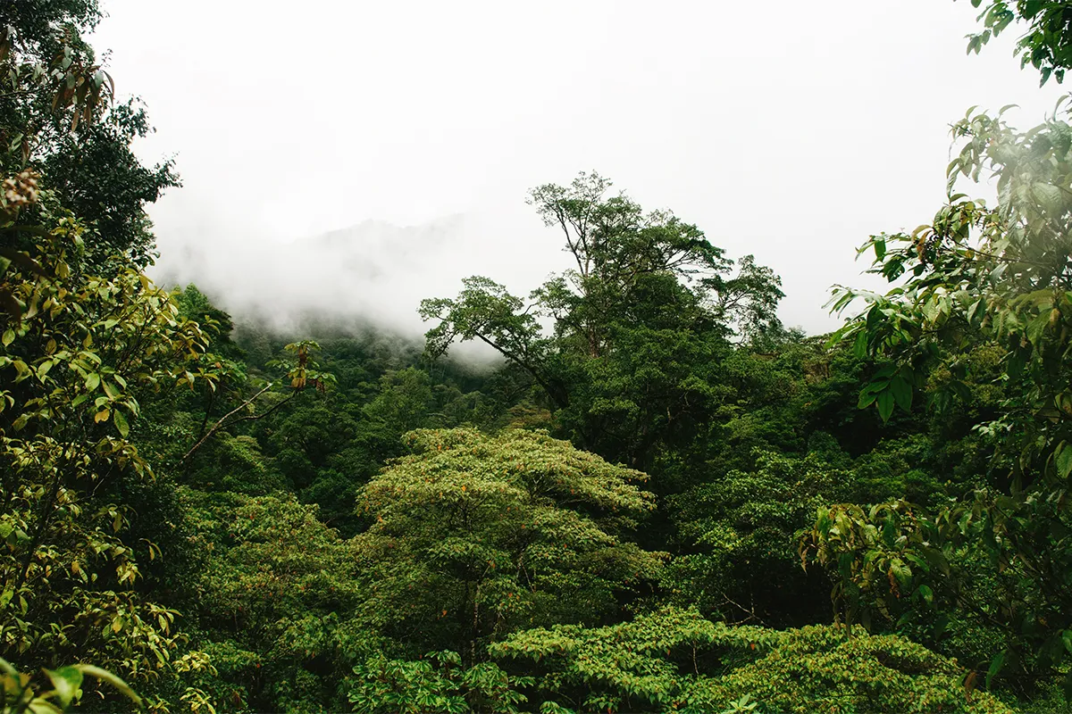 The World's Top 10 Biggest Rainforests