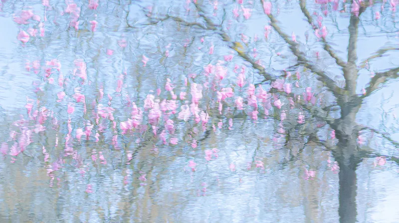 misty image of pink flowers in water
