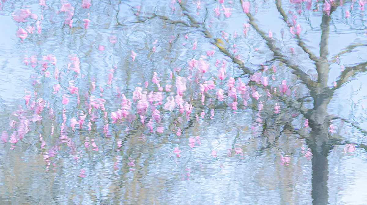 misty image of pink flowers in water