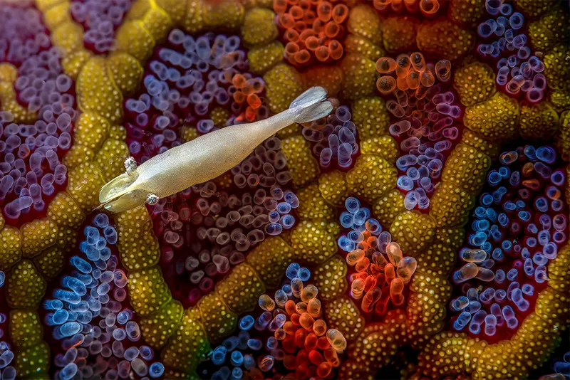 White shrimp swimming over colourful seastar