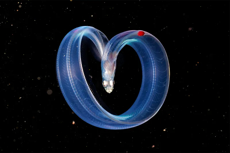An eel underwater curves into shape of a heart