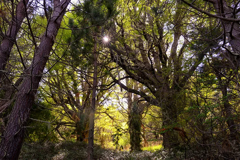 Sun's rays shining through trees