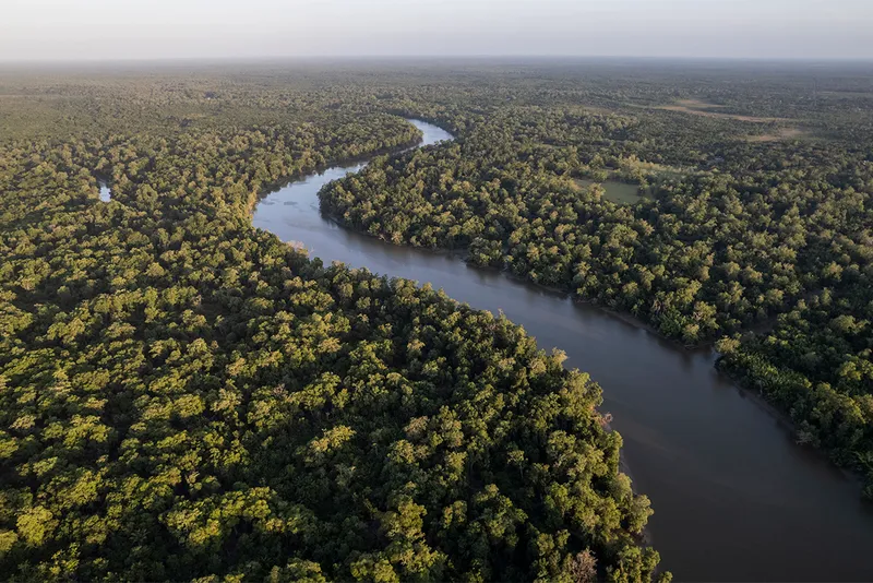 aerial view of river surrounded by dense trees