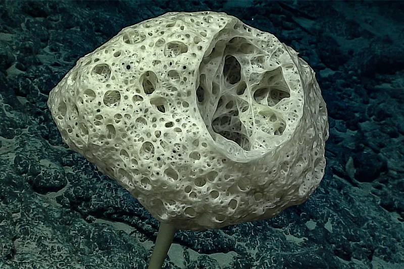 flower-like sponge on sea floor