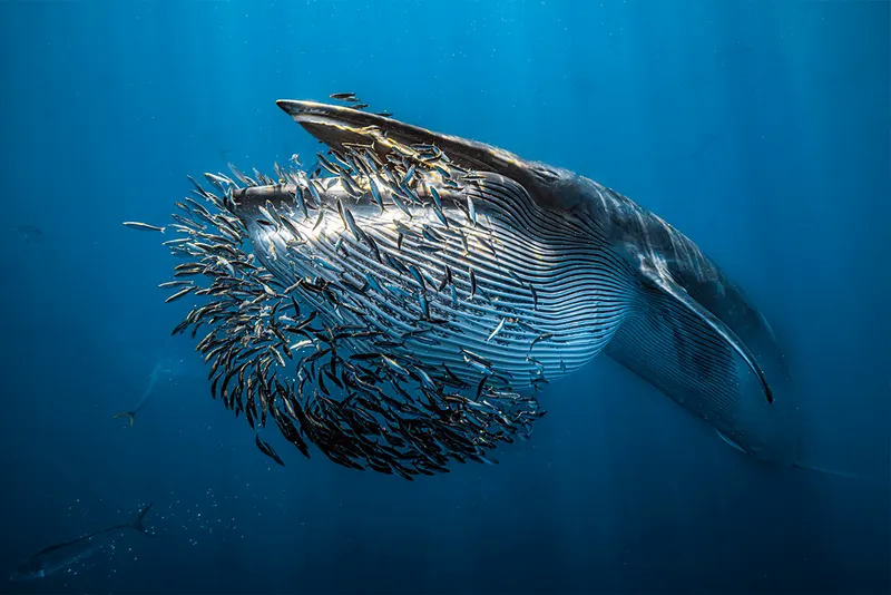 Bait baller eaten by huge whale underwater