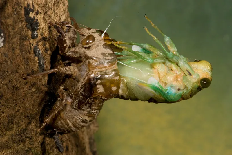 A Cicada emerging from its exoskeleton.