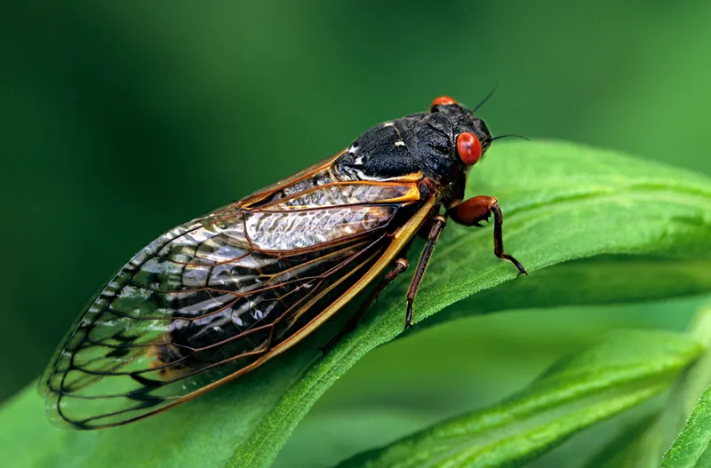 Adult Cicada sitting on leaf.