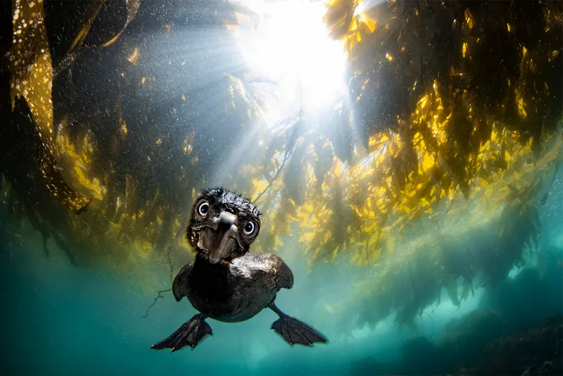 Cormorant diving underwater looking straight at camera