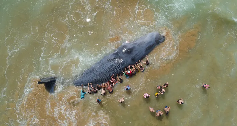 Aerial view of people around a beached whale