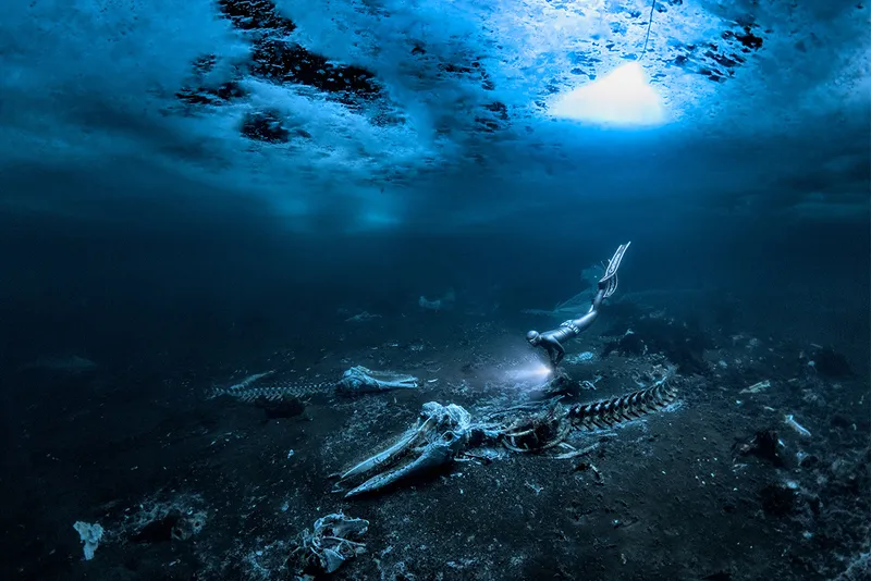 Diver underwater looks at whale carcass