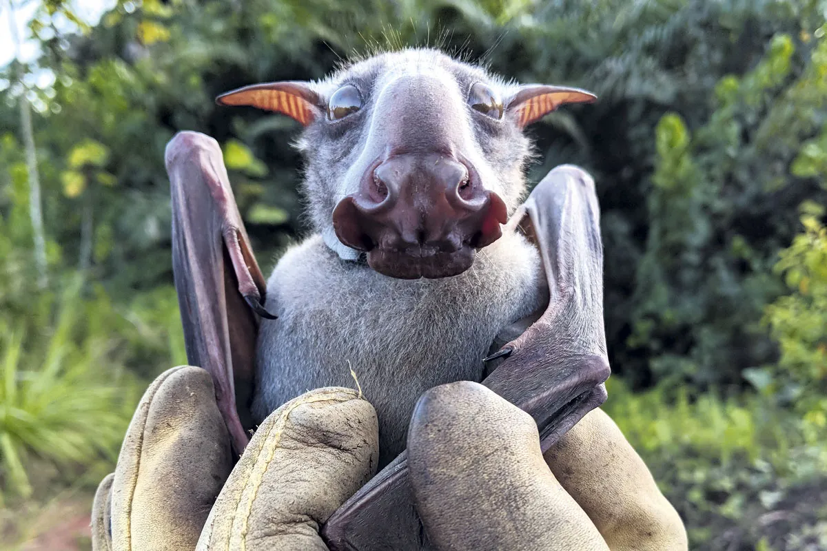 A strange-looking bat is being held by gloved hands. The bat, which is looking directly at the camera, has pointy ears, large brown eyes and an extended box-like snout resembling a horse's. Its nostrils are flayed like an orchid flower.